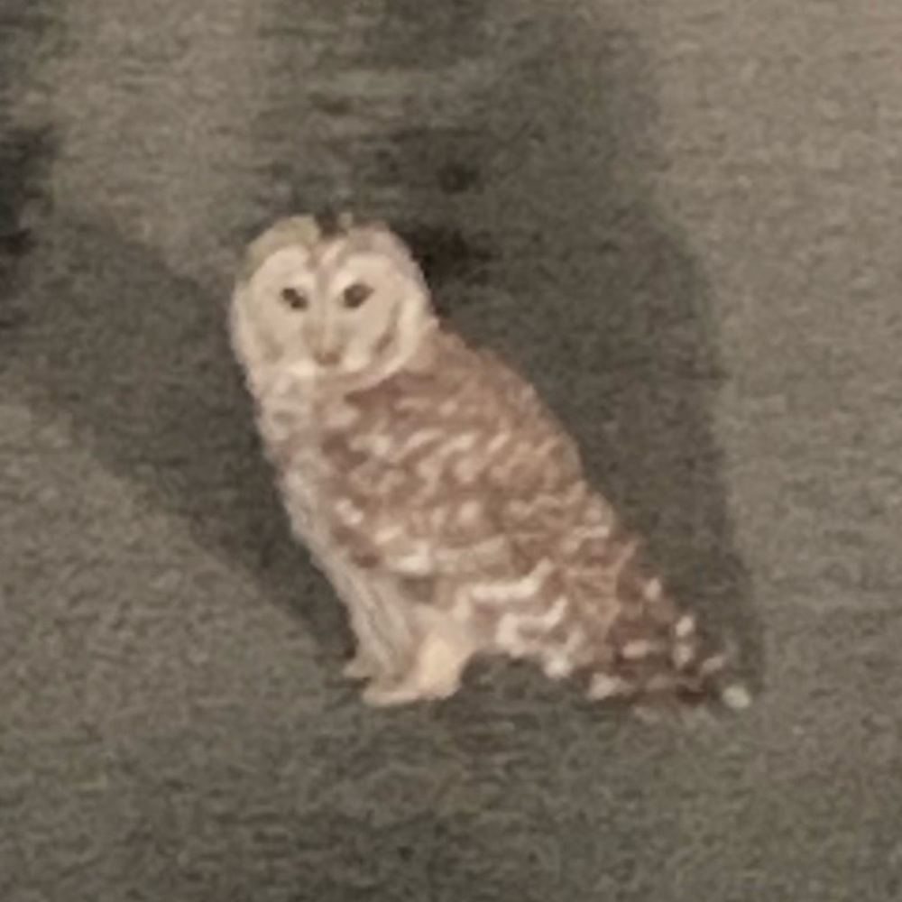 Meet your Posher, Clatus